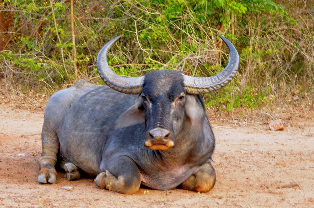 Wild Panthera Yala Tissamaharama Exterior foto
