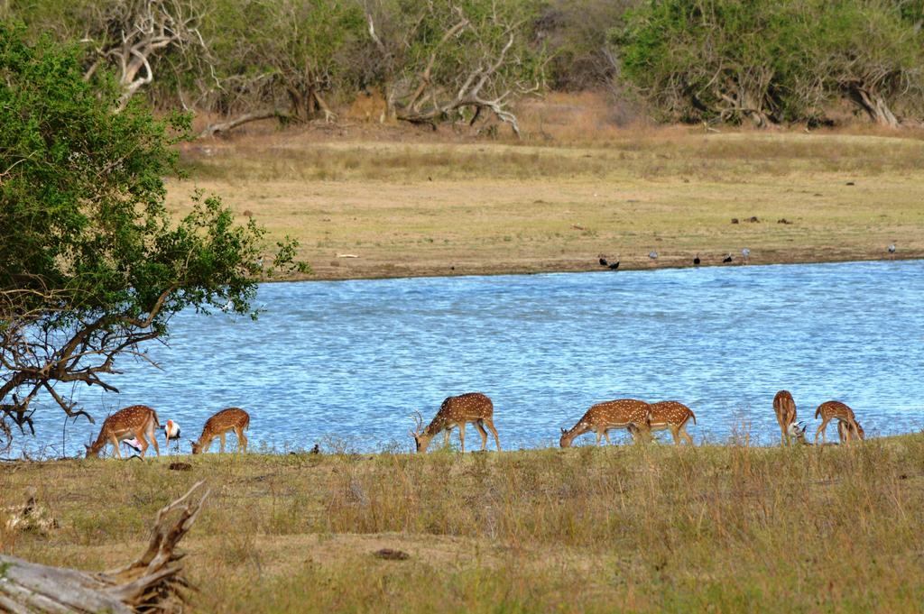 Wild Panthera Yala Tissamaharama Exterior foto