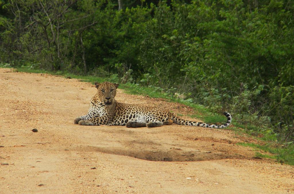 Wild Panthera Yala Tissamaharama Exterior foto